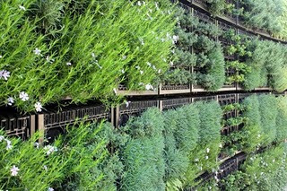 edible-garden-herb-wall