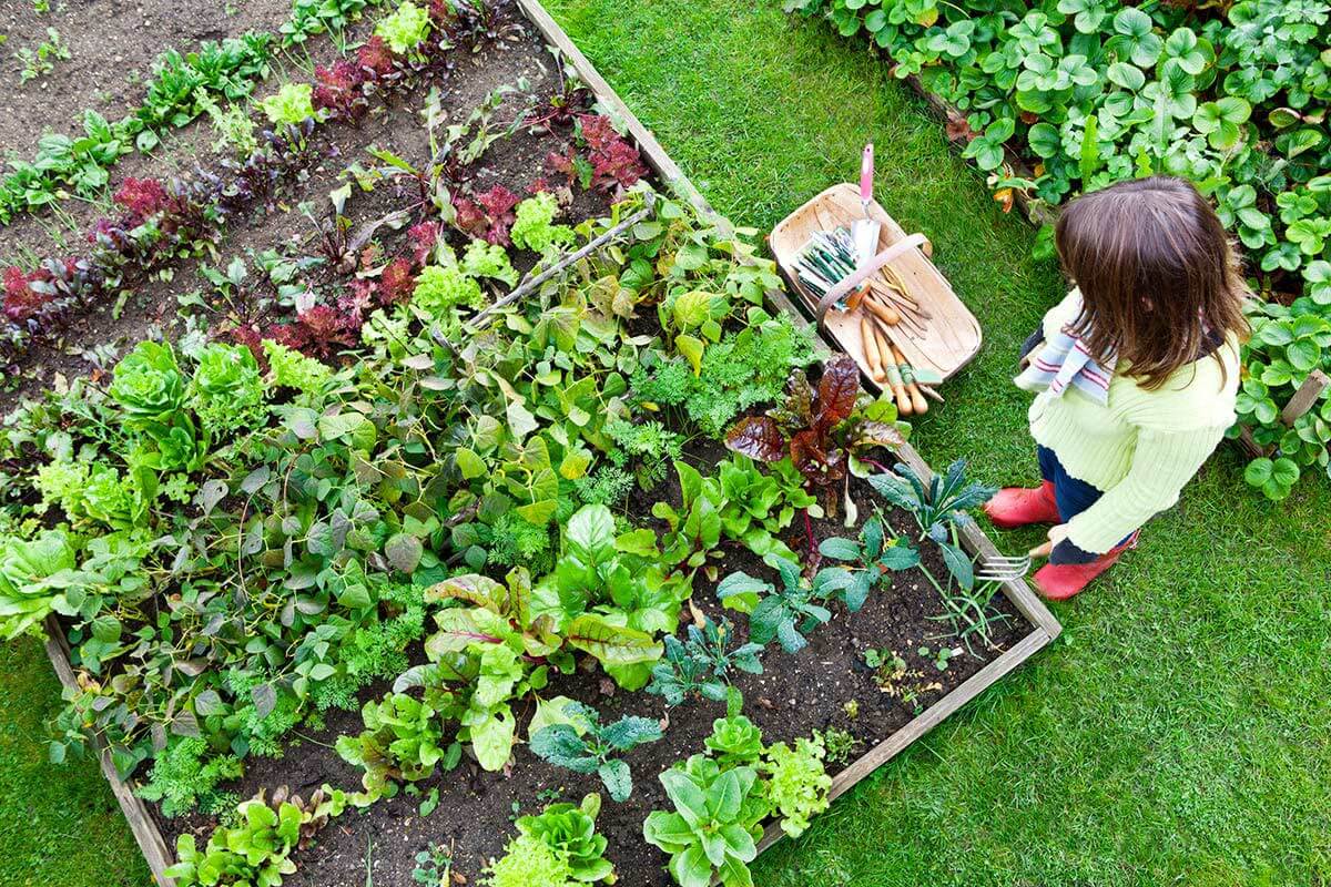 Sized_Backyard-Veggie-Garden